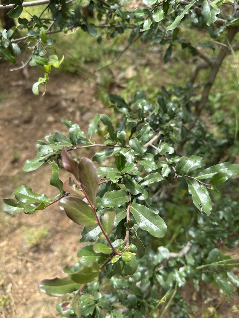 Diospyros quiloensis photo 4
