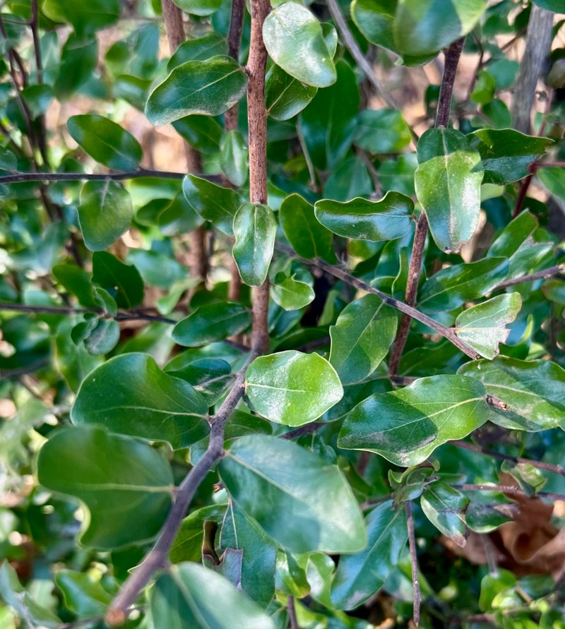 Diospyros quiloensis photo 5
