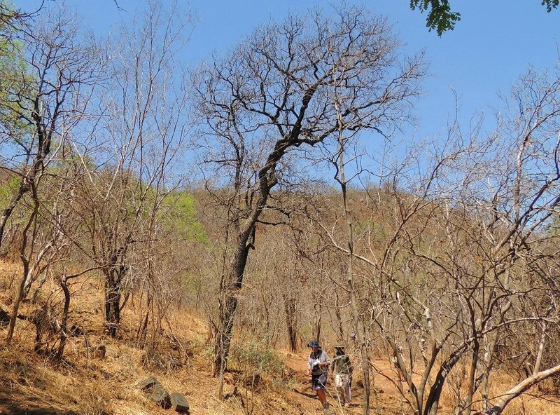 Diospyros quiloensis photo 6