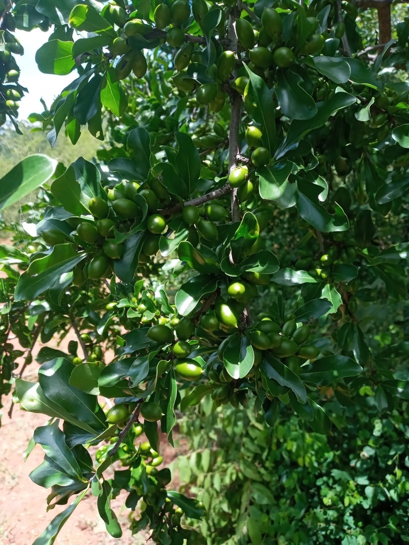 Diospyros quiloensis photo 7