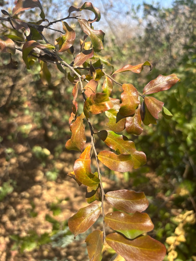 Diospyros quiloensis photo 8
