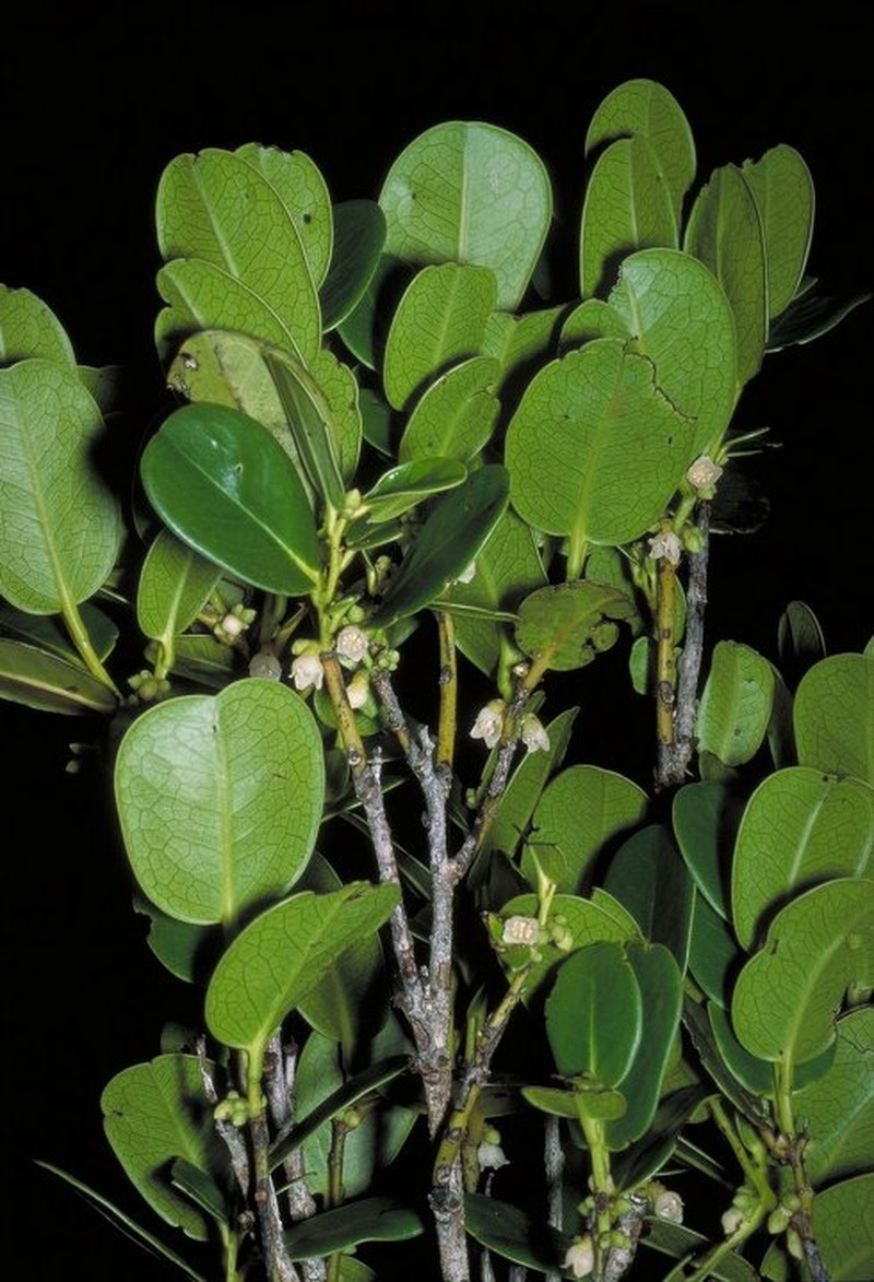 Diospyros rabehevitrae