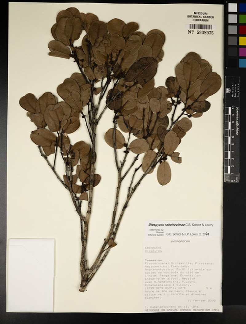 Diospyros rabehevitrae photo 2