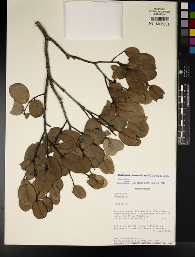 Diospyros rabehevitrae photo 3