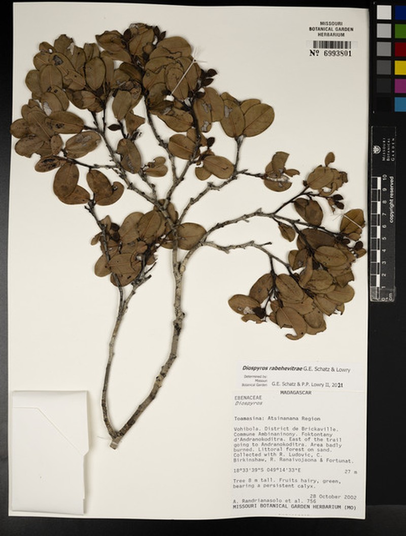Diospyros rabehevitrae photo 4