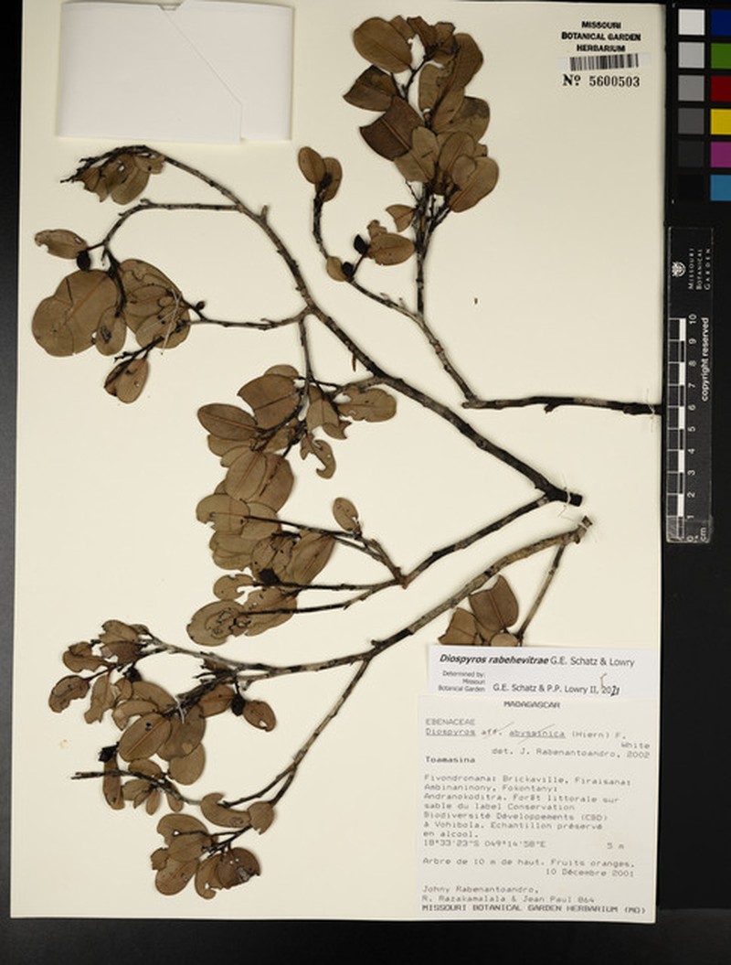 Diospyros rabehevitrae photo 5