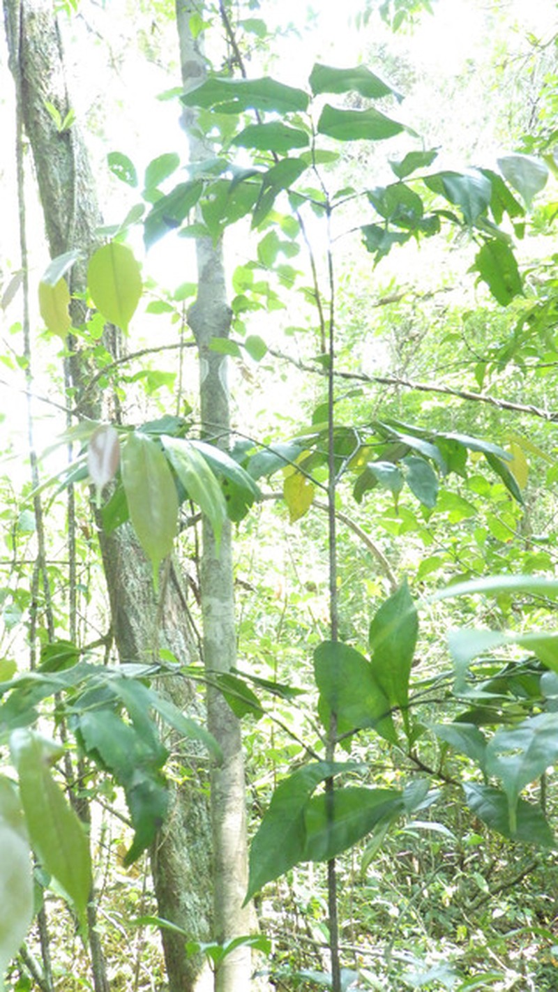 Diospyros rabiensis