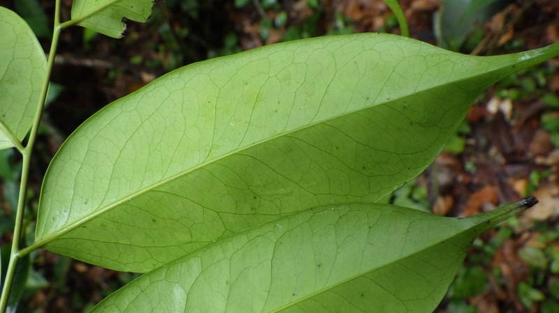 Diospyros rabiensis photo 2