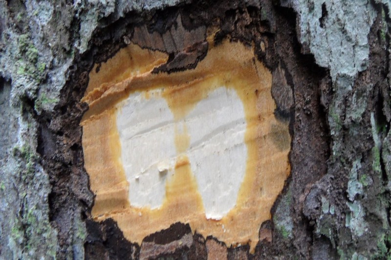 Diospyros rabiensis photo 3