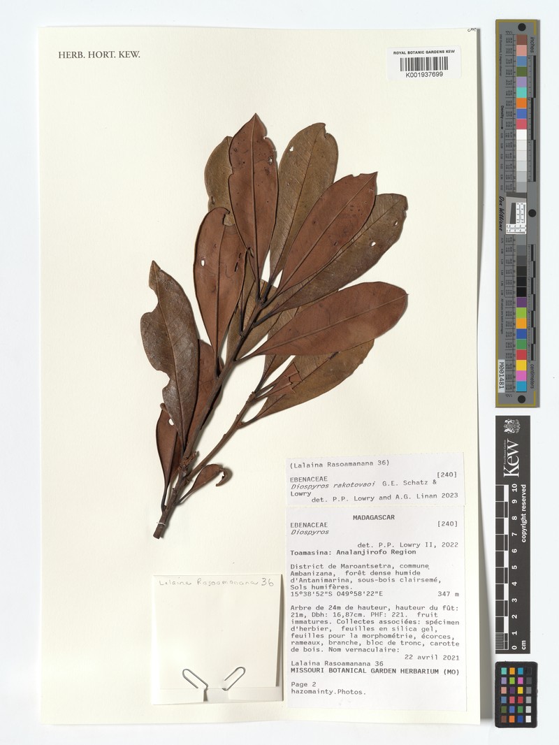 Diospyros rakotovaoi