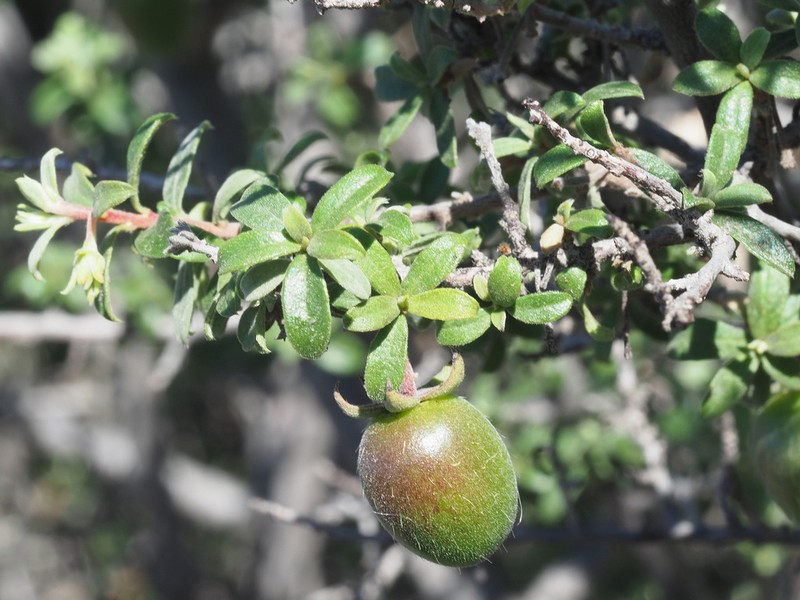 Diospyros ramulosa photo 2