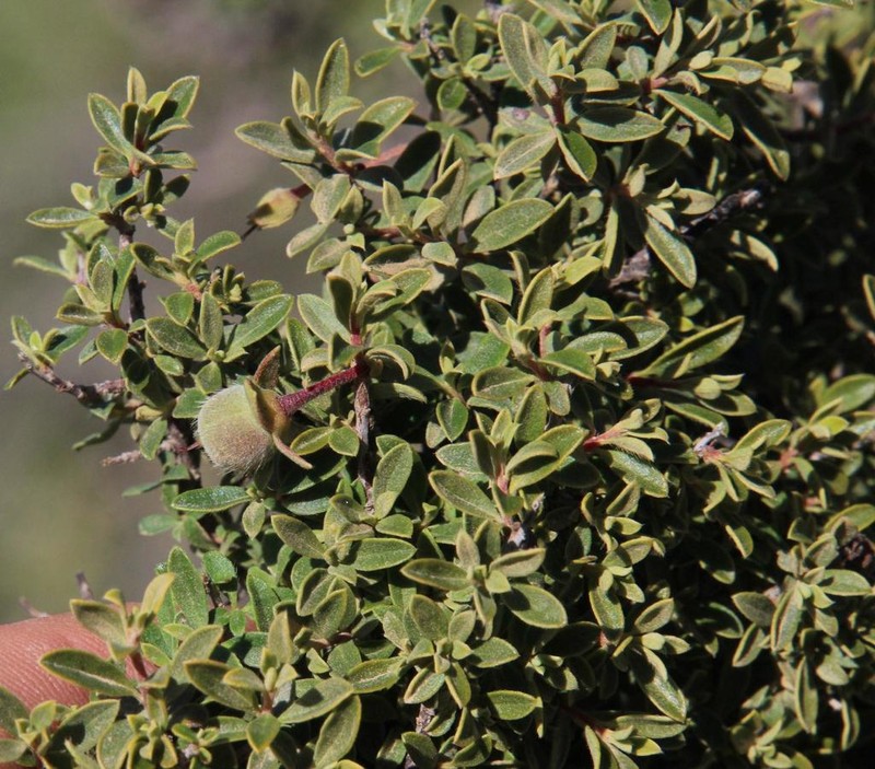 Diospyros ramulosa photo 3