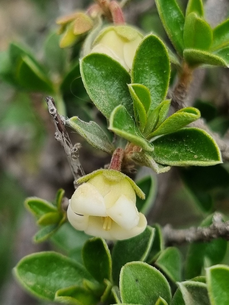 Diospyros ramulosa photo 4