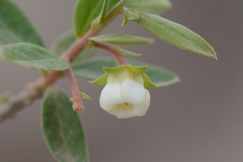 Diospyros ramulosa photo 5