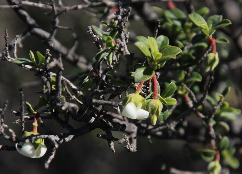 Diospyros ramulosa photo 6