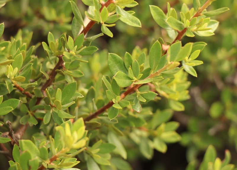 Diospyros ramulosa photo 7