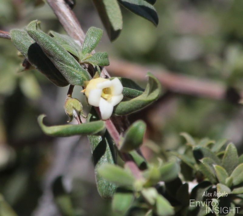 Diospyros ramulosa photo 8