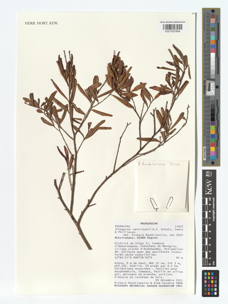 Diospyros ranirisonii