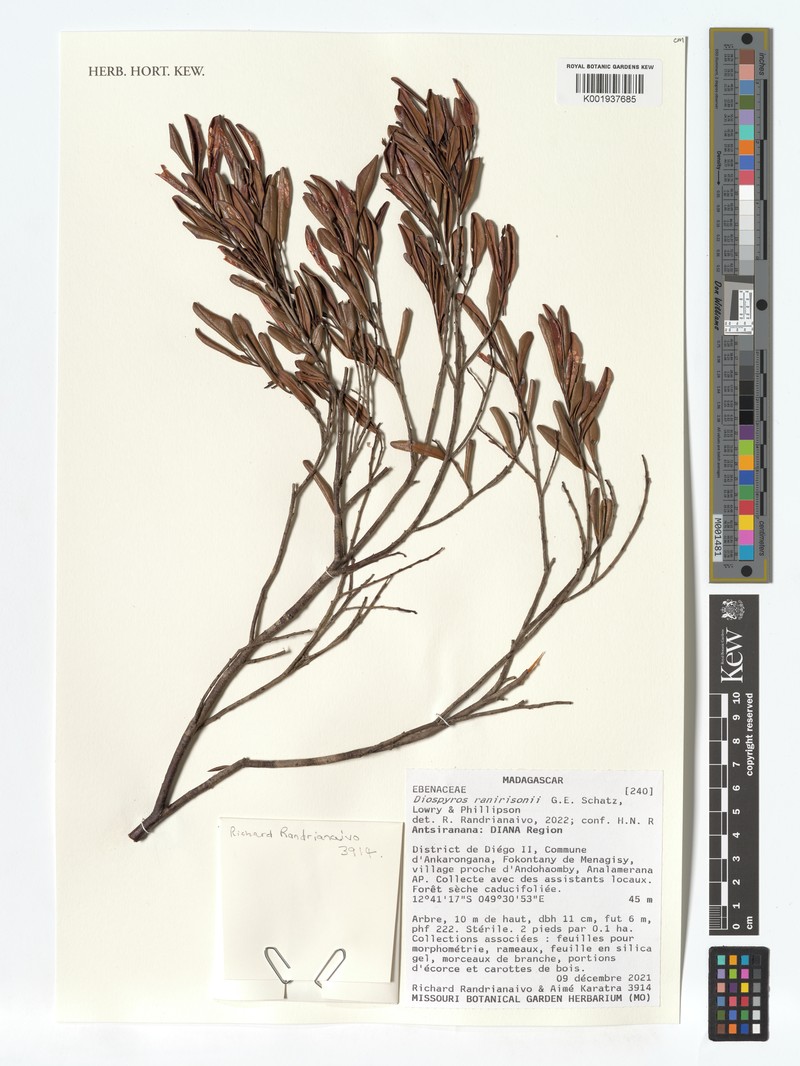 Diospyros ranirisonii photo 2
