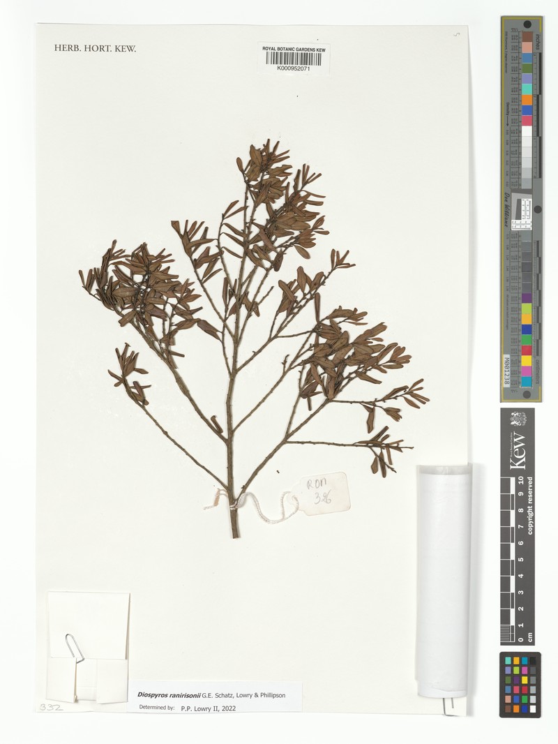 Diospyros ranirisonii photo 3