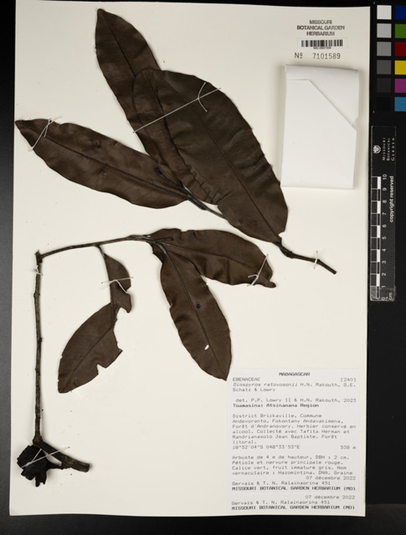 Diospyros ratovosonii