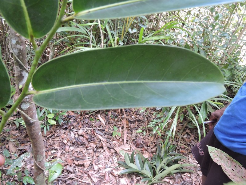 Diospyros ratovosonii photo 2