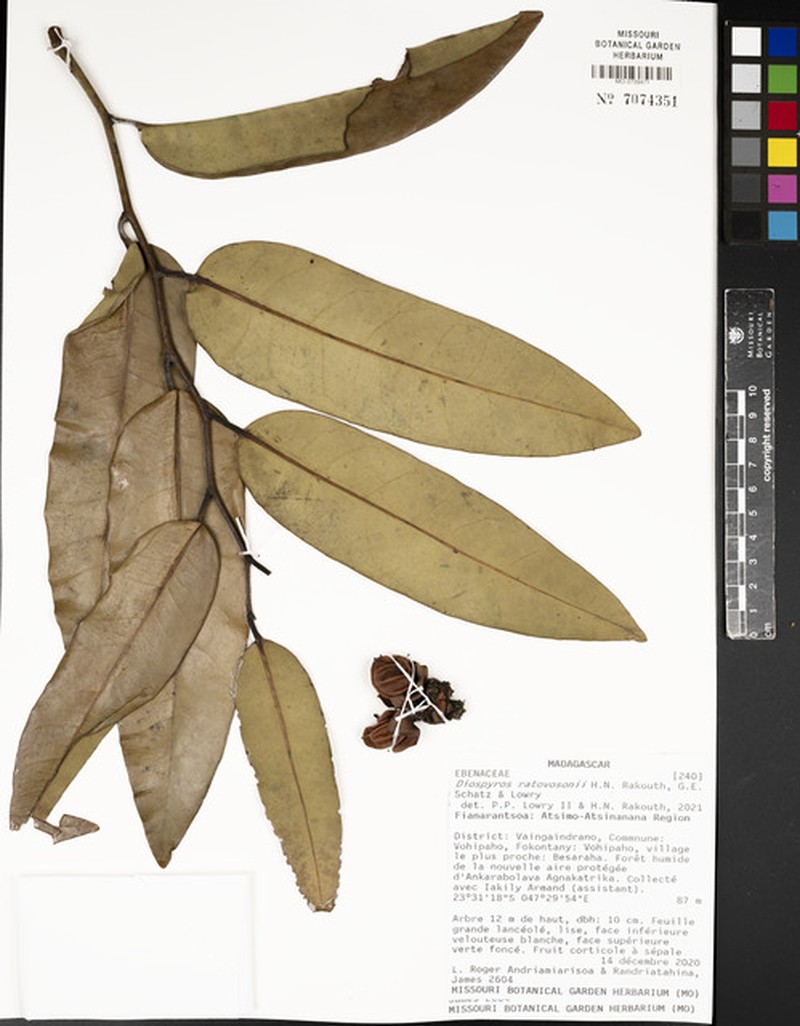 Diospyros ratovosonii photo 3
