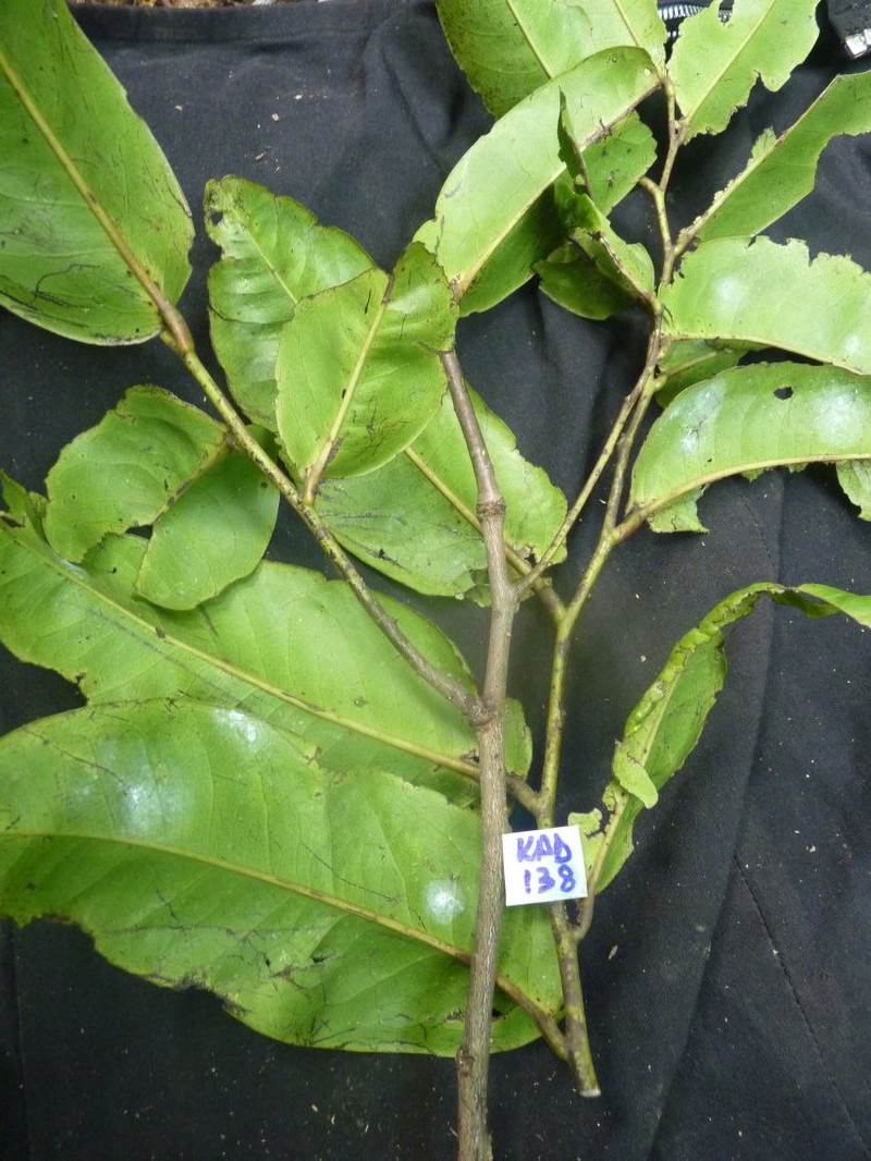 Diospyros ratovosonii photo 4