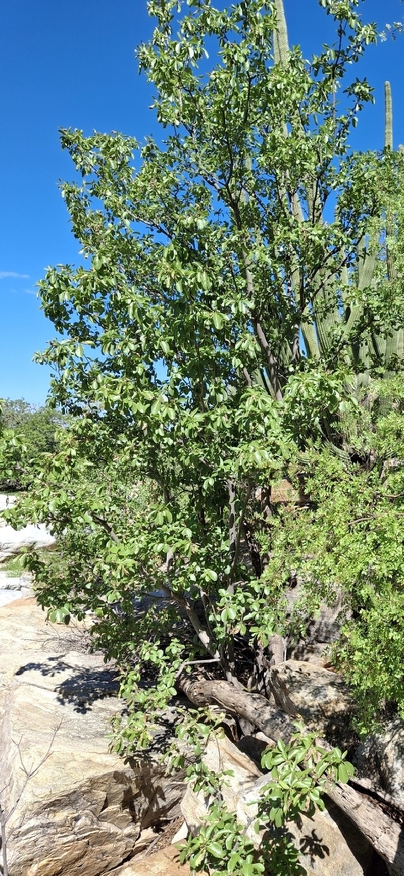 Diospyros reinae