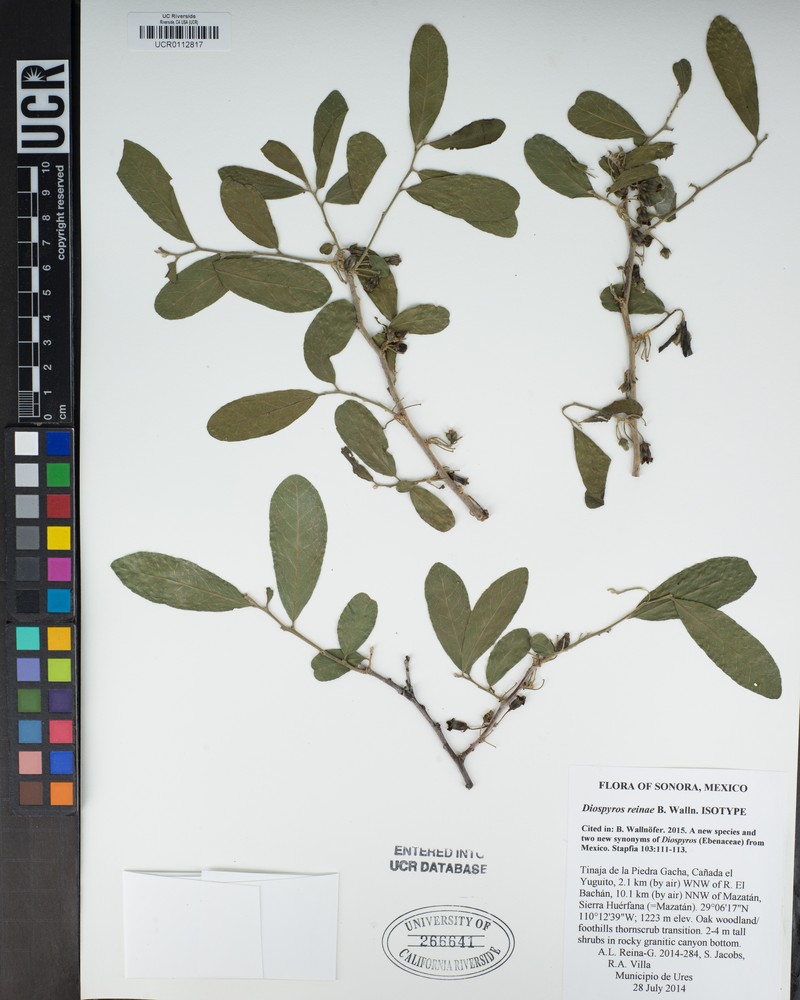 Diospyros reinae photo 2