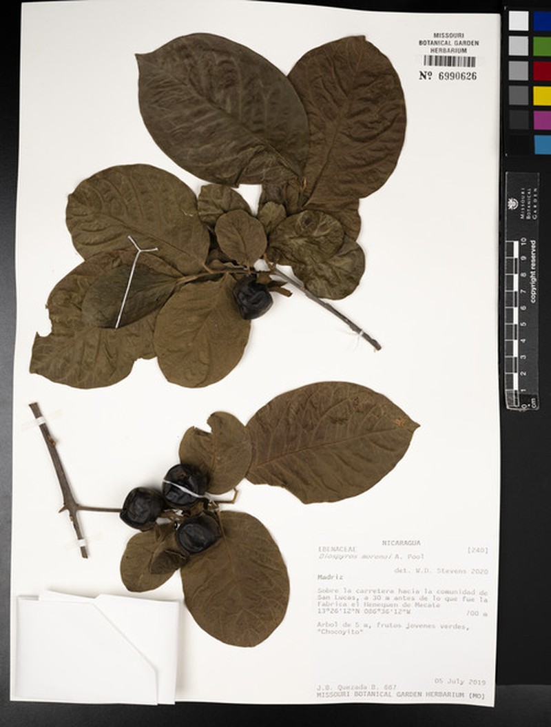 Diospyros rekoi