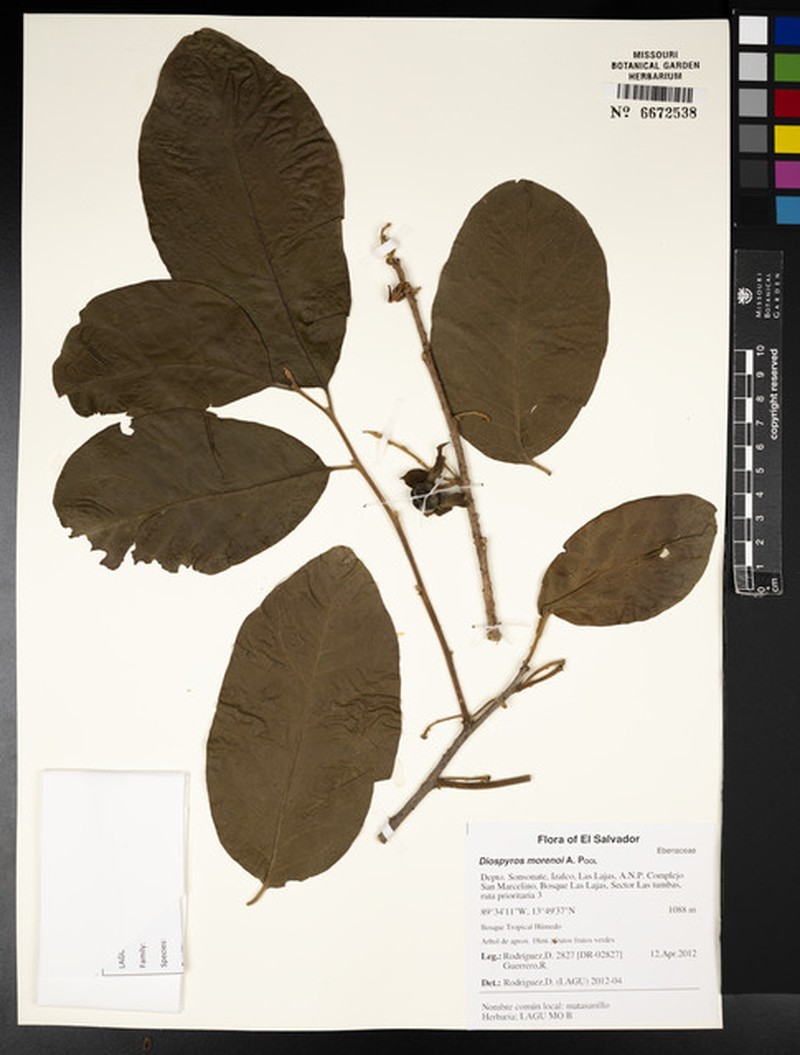 Diospyros rekoi photo 2