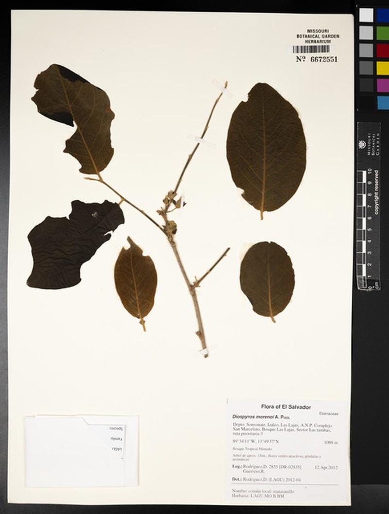 Diospyros rekoi photo 3