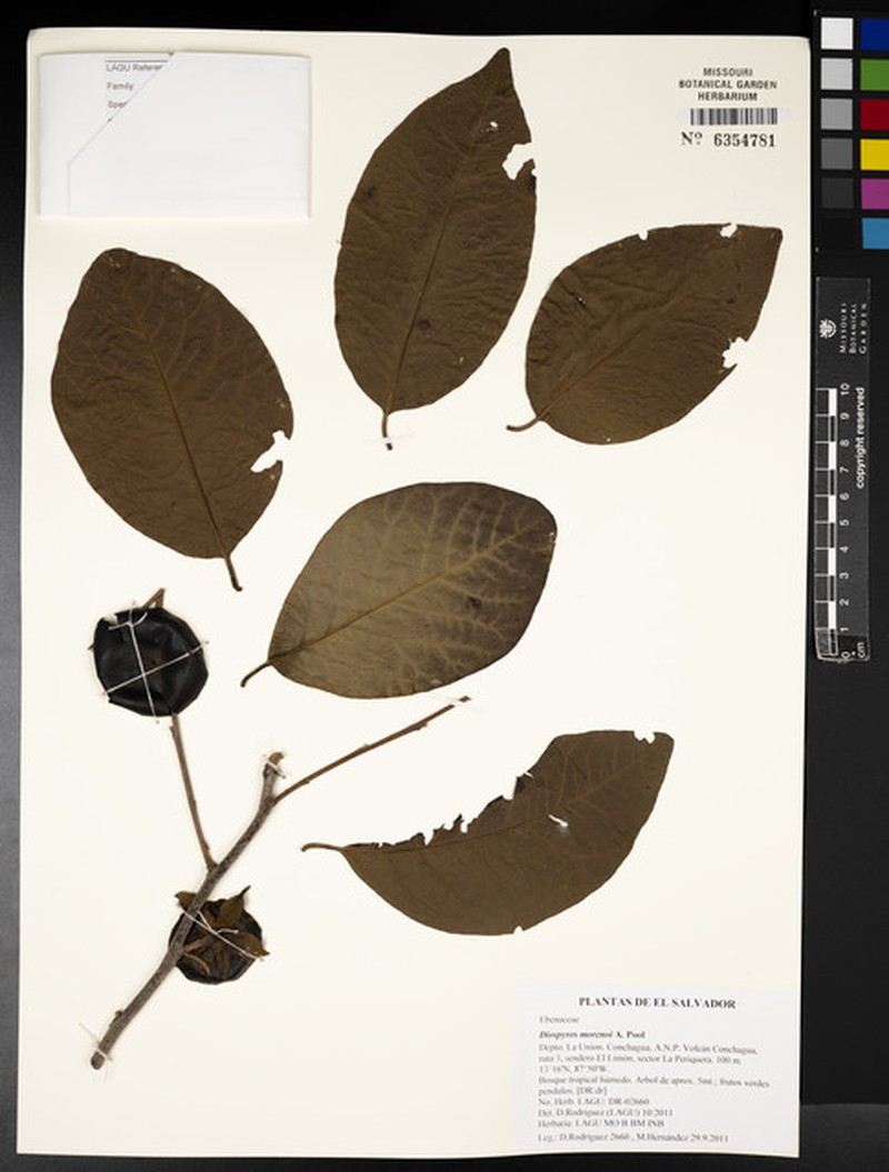 Diospyros rekoi photo 4