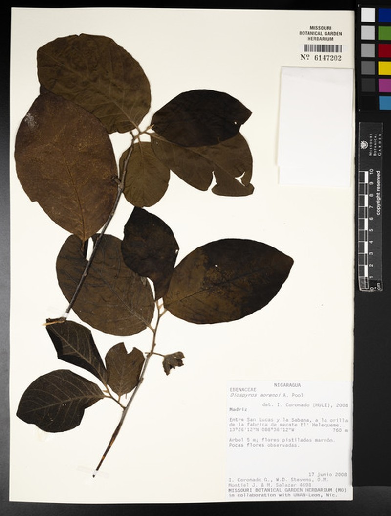 Diospyros rekoi photo 5