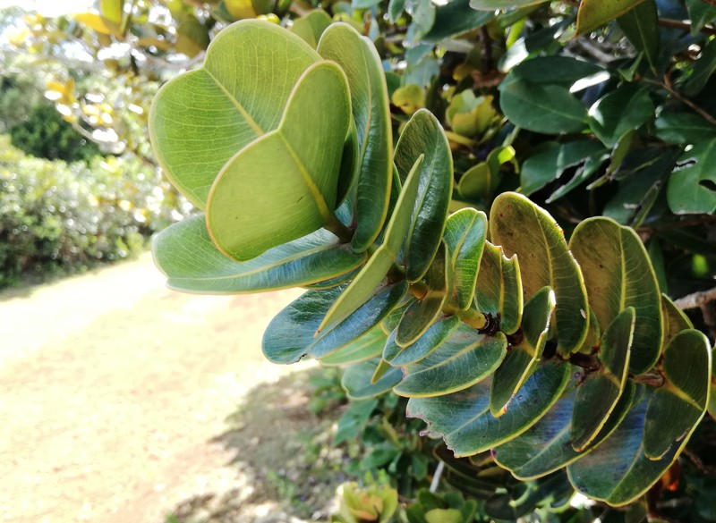 Diospyros revaughanii photo 2