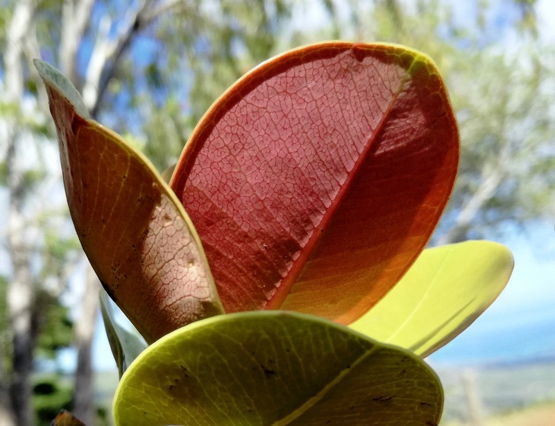 Diospyros revaughanii photo 3