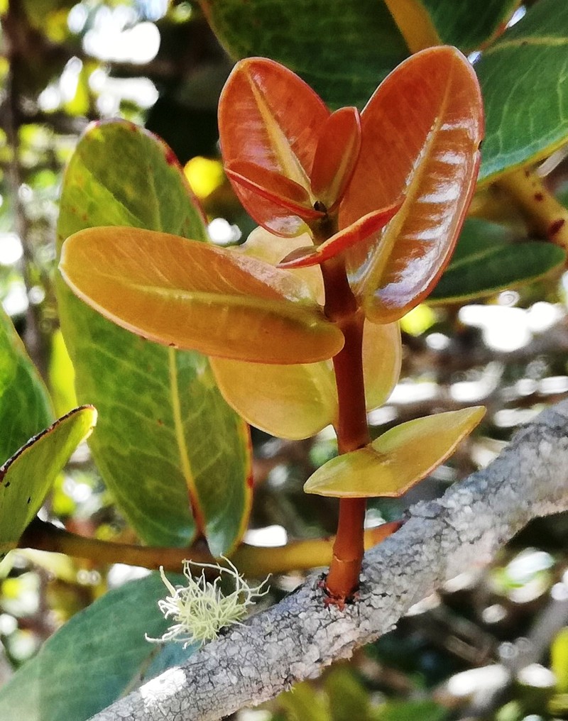 Diospyros revaughanii photo 4