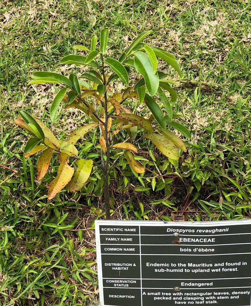 Diospyros revaughanii photo 5