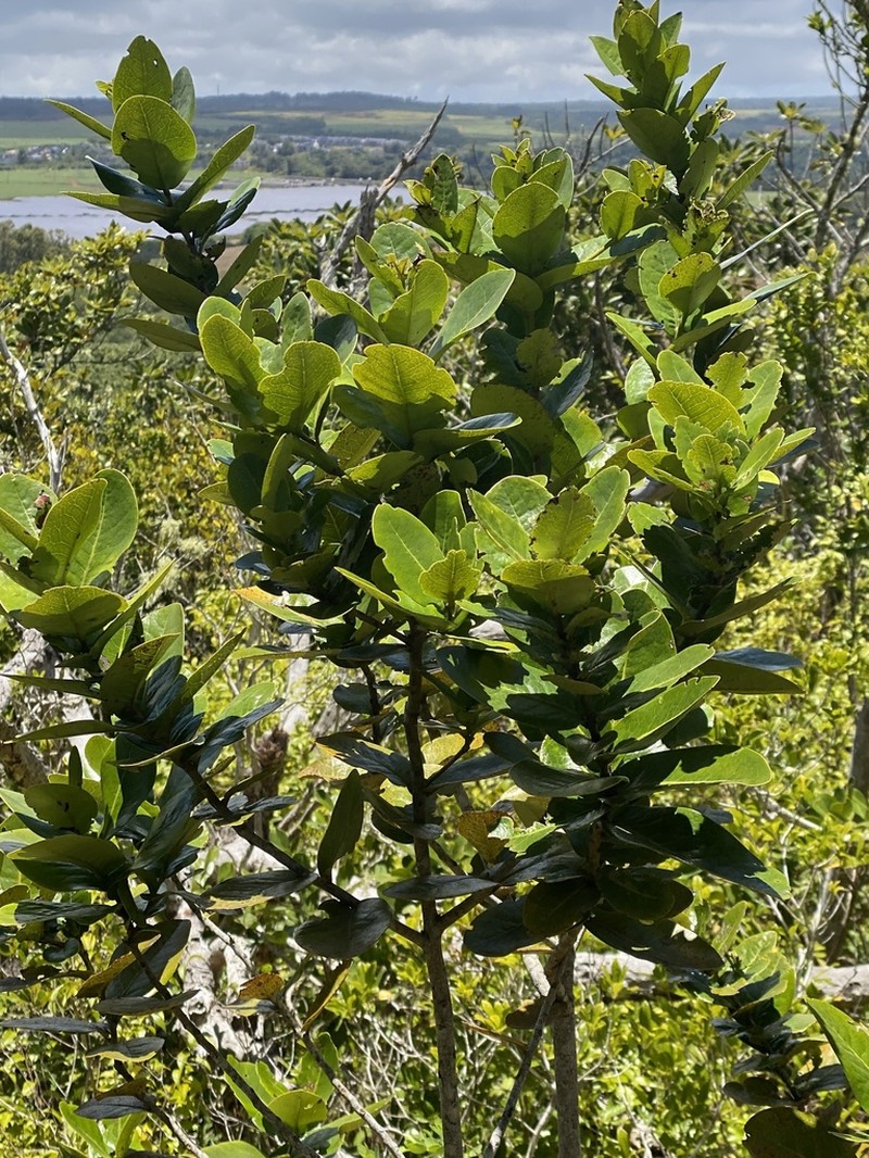 Diospyros revaughanii photo 6