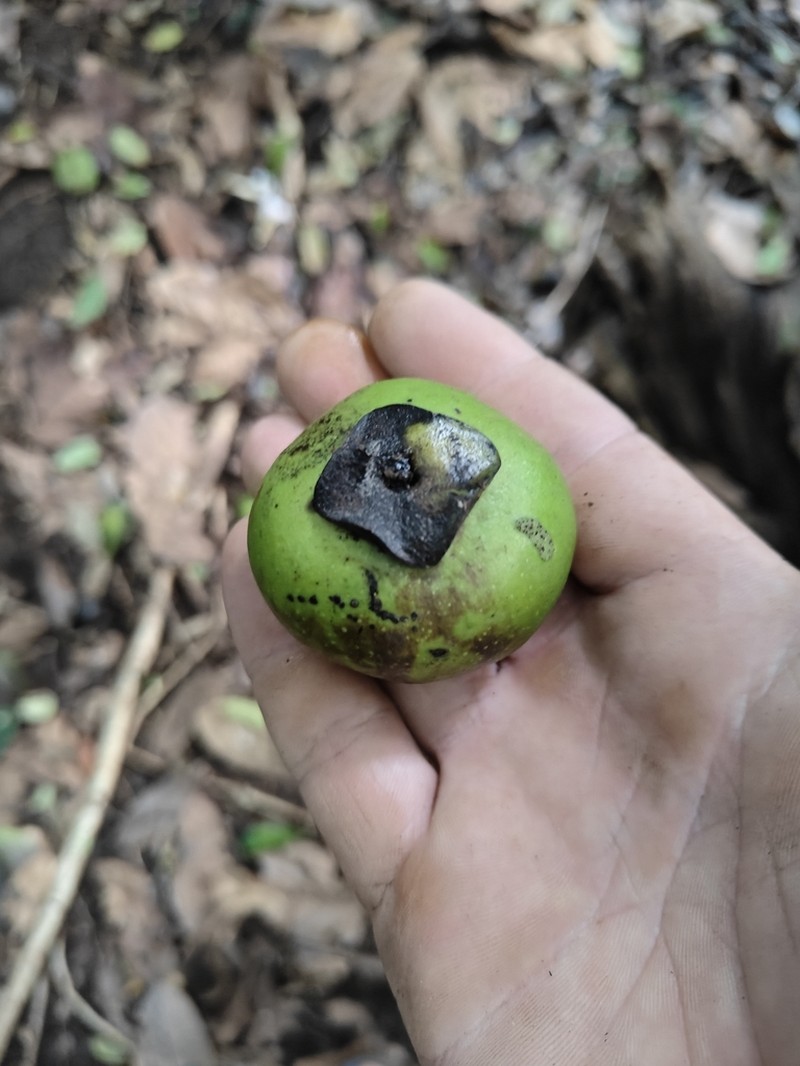 Black Apple photo 2