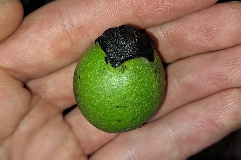 Black Apple photo 3