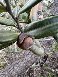 Diospyros revolutissima
