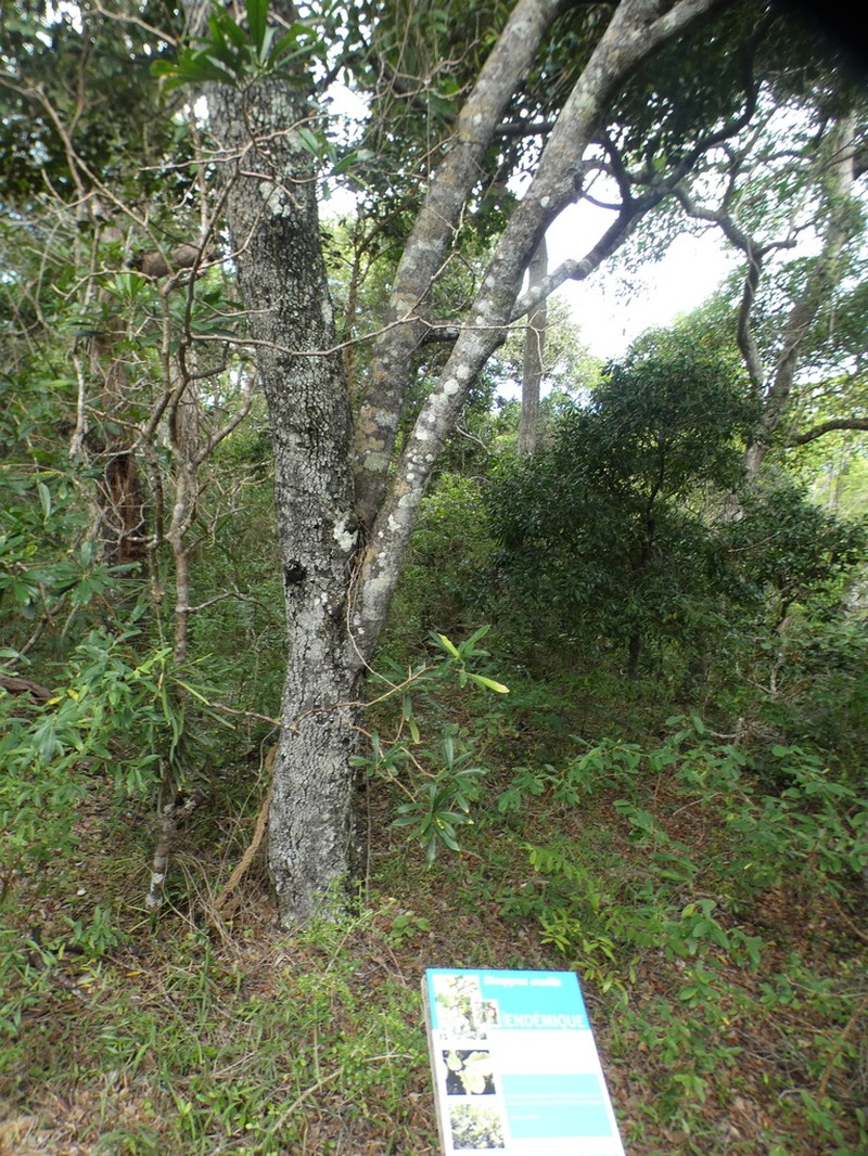Diospyros revolutissima photo 2