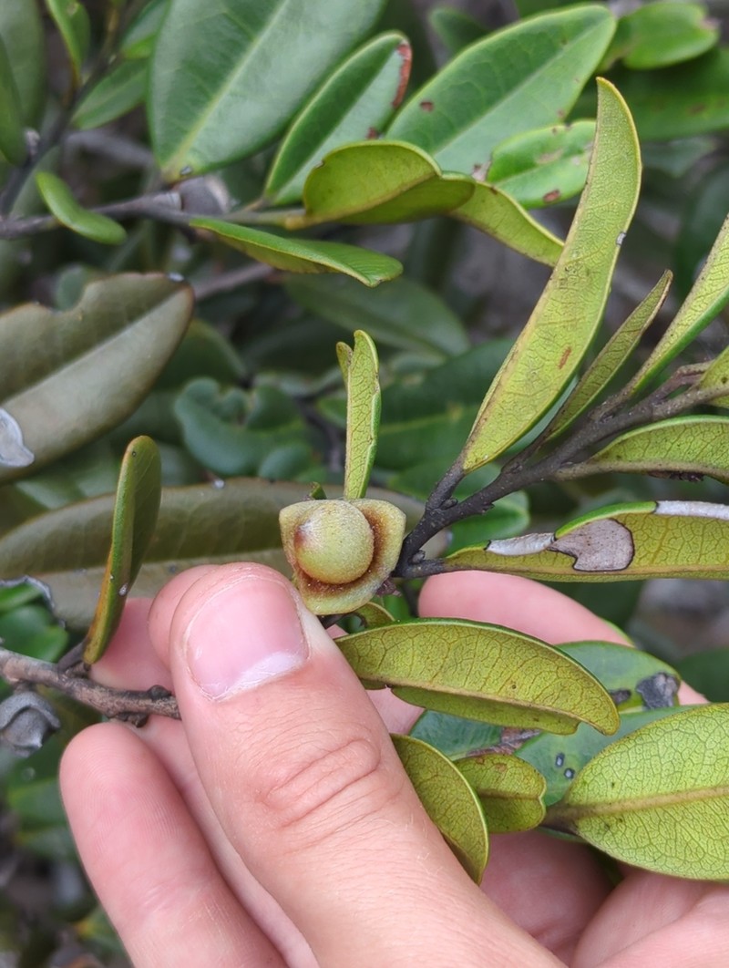 Diospyros revolutissima photo 3