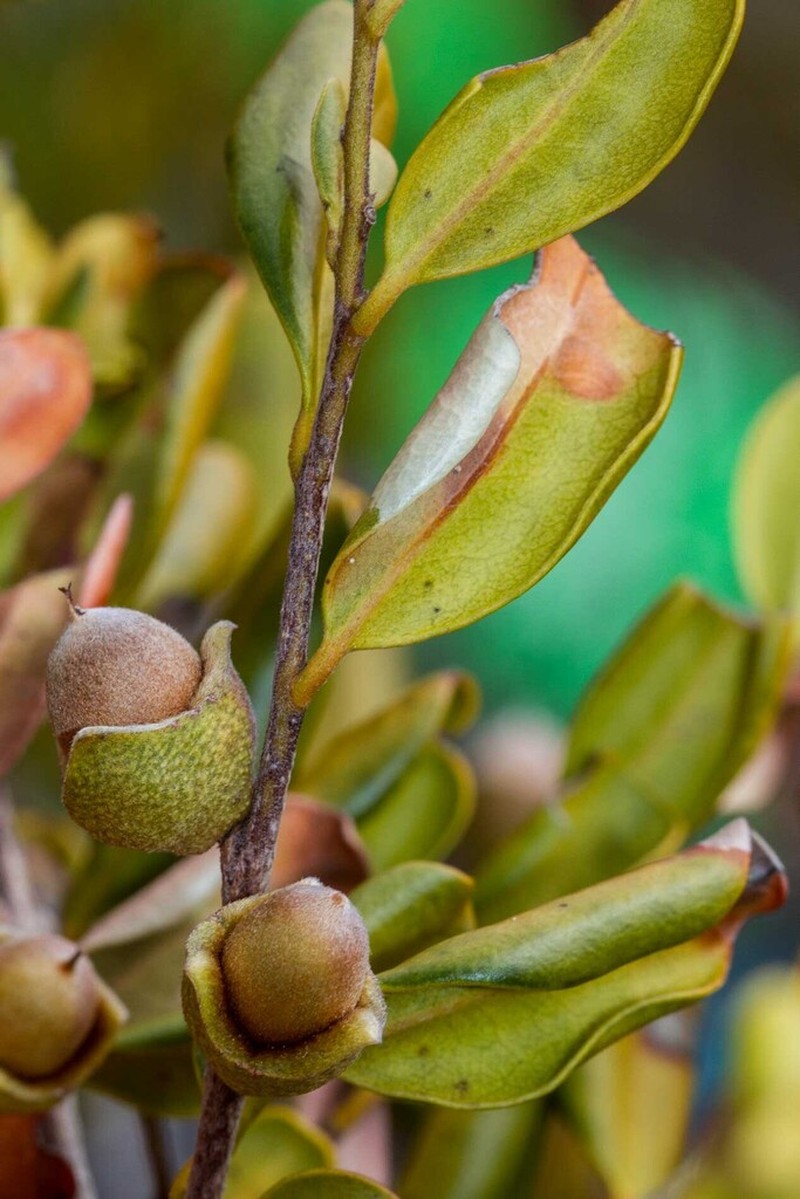 Diospyros revolutissima photo 4