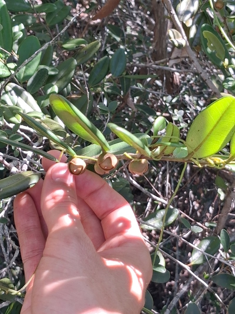 Diospyros revolutissima photo 5