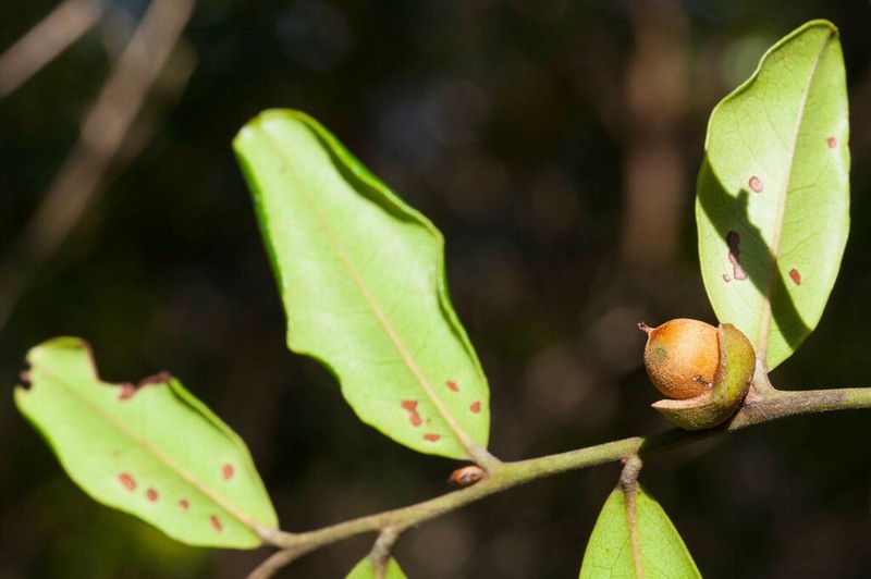 Diospyros revolutissima photo 6