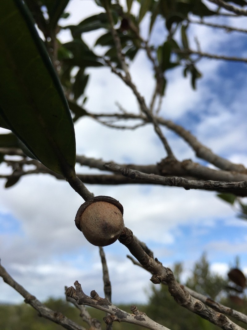 Diospyros revolutissima photo 7
