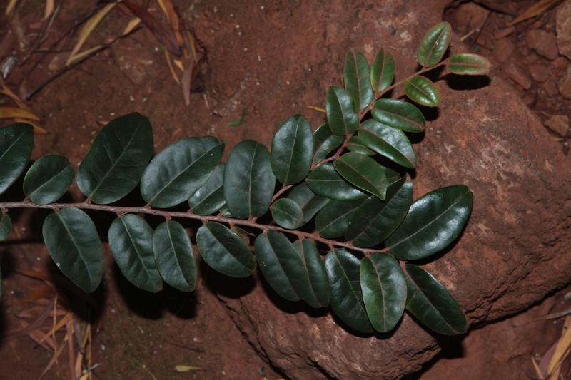 Diospyros revolutissima photo 8
